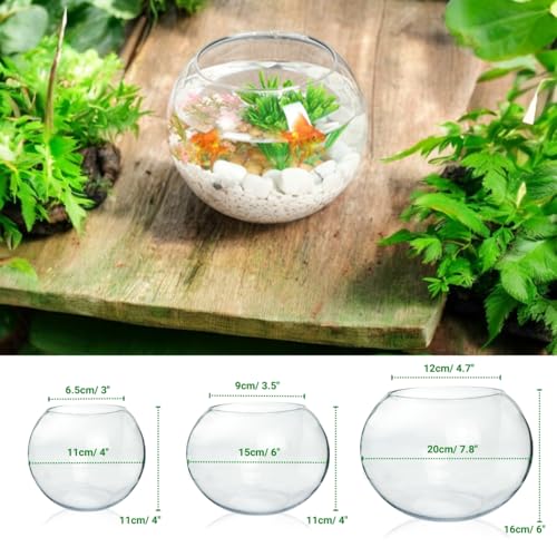 ecofynd Glass Terrarium Bowl, Fish
