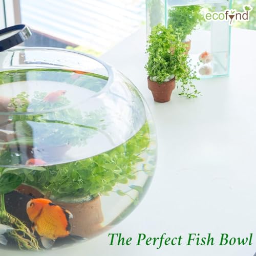 ecofynd Glass Terrarium Bowl, Fish