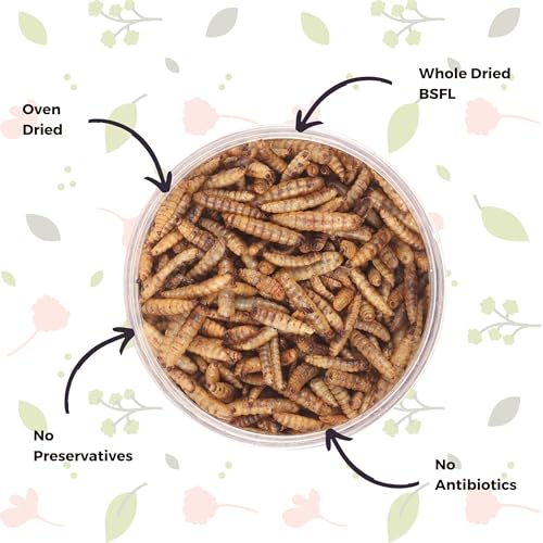 Dried Black Soldier Fly Larvae