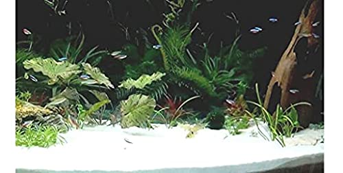 Natural Aquarium White Sand