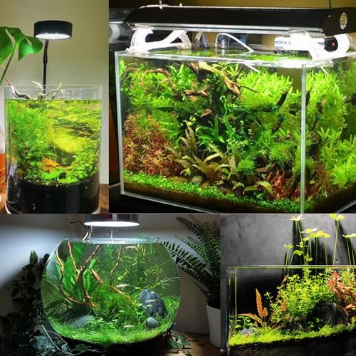 COLOURFUL AQUARIUM - Fish Tank