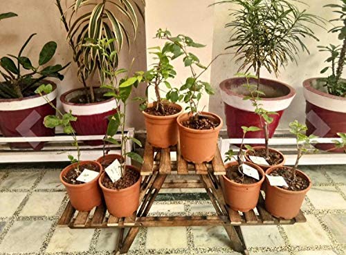 Ereteken ART Wooden Foldable Adjustable