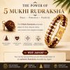 Japam Gold Plated Modern Rudraksha
