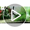 HASTHIP® 27cm Aquarium Tweezer Curved
