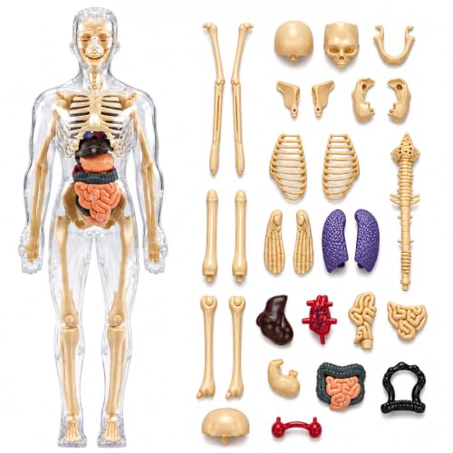 Lifelong Labs Anatomy Kit