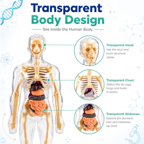 Lifelong Labs Anatomy Kit