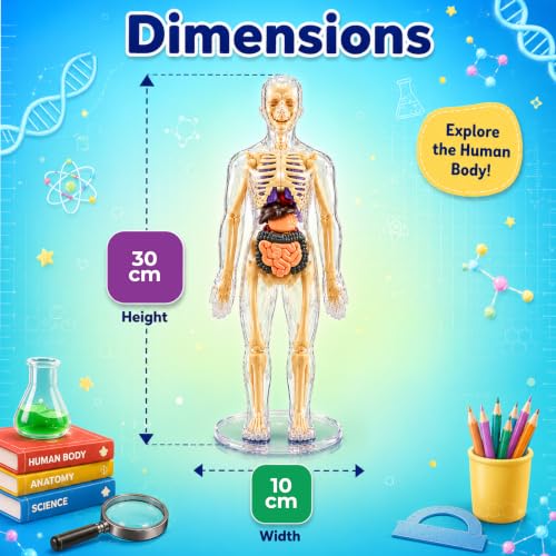 Lifelong Labs Anatomy Kit
