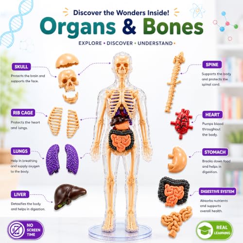 Lifelong Labs Anatomy Kit