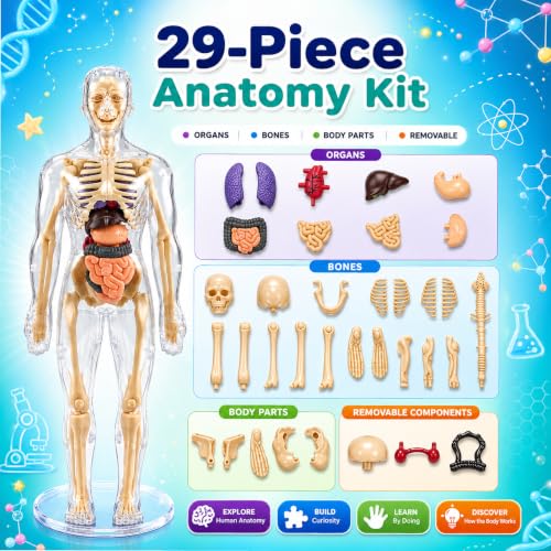 Lifelong Labs Anatomy Kit