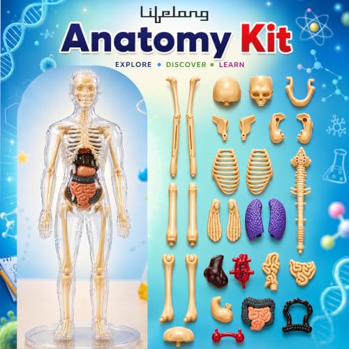 Lifelong Labs Anatomy Kit