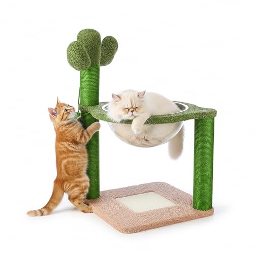 Amazon Basics Premium Imported Cactus