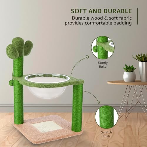 Amazon Basics Premium Imported Cactus