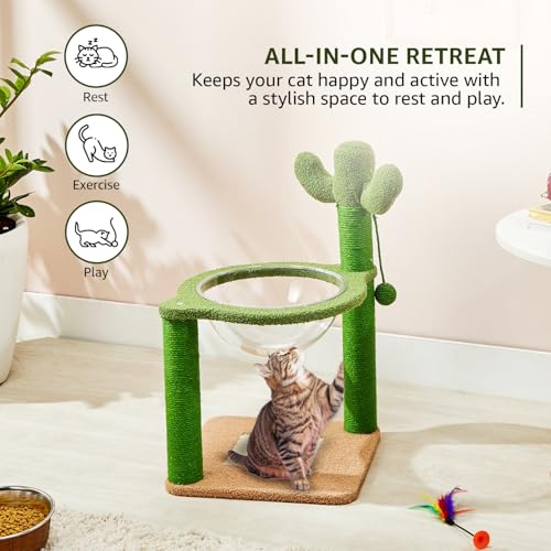 Amazon Basics Premium Imported Cactus