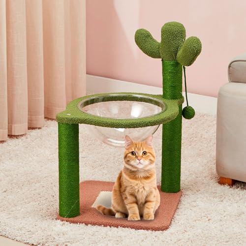 Amazon Basics Premium Imported Cactus