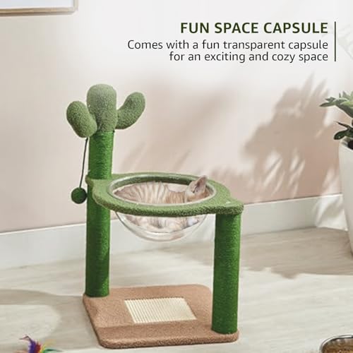 Amazon Basics Premium Imported Cactus