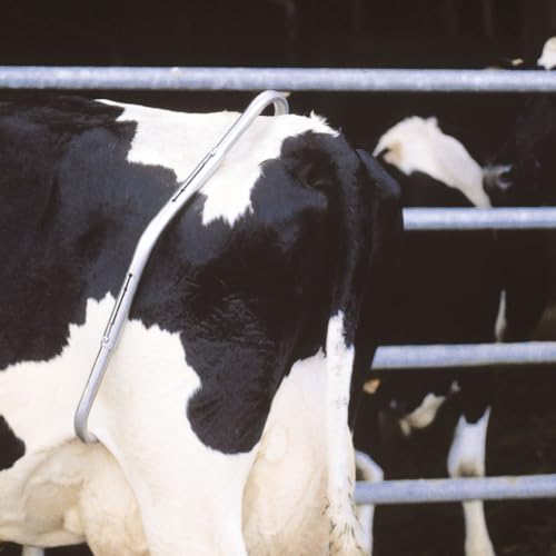 Anti Kick Bar Use for Cow and Buffaloes - Image 6