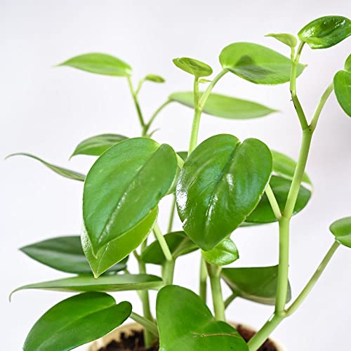 UGAOO Peperomia Green Creeper Plant Succulent Live Plant with Pot - Image 2