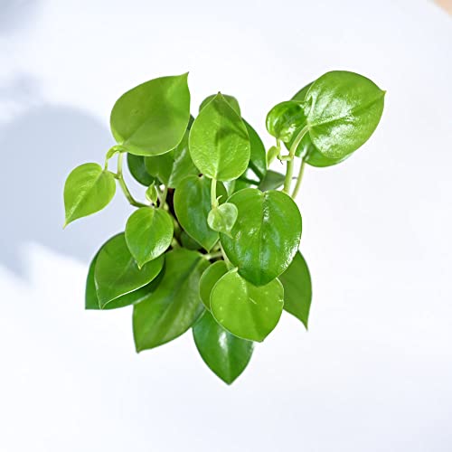 UGAOO Peperomia Green Creeper Plant Succulent Live Plant with Pot - Image 3