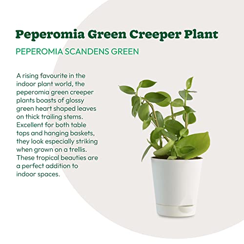 UGAOO Peperomia Green Creeper Plant Succulent Live Plant with Pot - Image 4