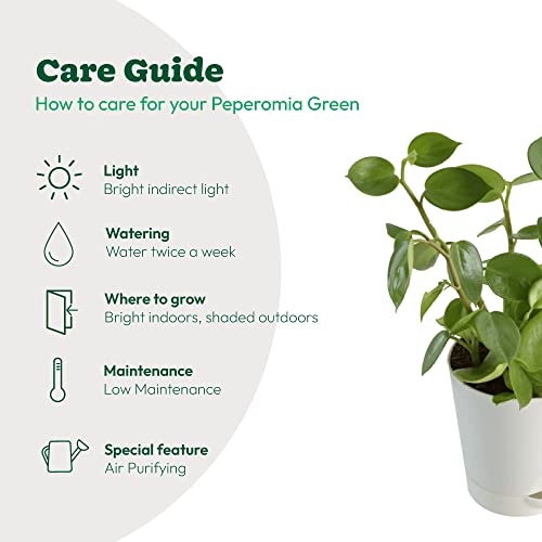 UGAOO Peperomia Green Creeper Plant Succulent Live Plant with Pot - Image 5