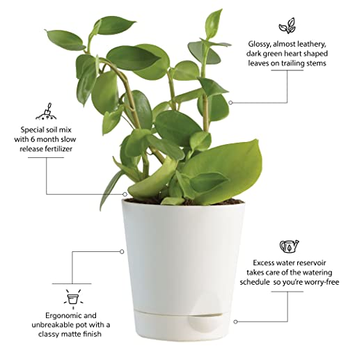 UGAOO Peperomia Green Creeper Plant Succulent Live Plant with Pot - Image 6