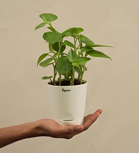 UGAOO Peperomia Green Creeper Plant Succulent Live Plant with Pot - Image 7